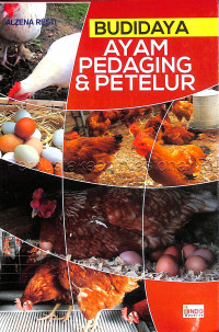 Budidaya ayam pedaging & petelur