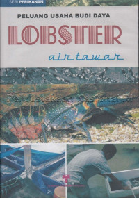 Peluang usaha budi daya lobster air tawar